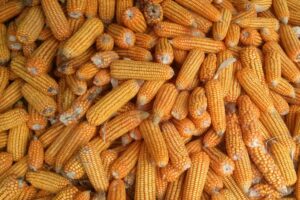 Rządowa agencja rezerw strategicznych rozpoczyna skup mokrej kukurydzy