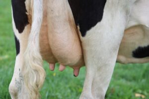 Przewodnik po rasach bydła mlecznego dla hodowców