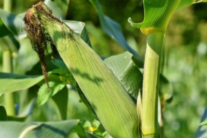 Dopłaty do kukurydzy 2024 – ponad 652 mln zł trafiły do rolników